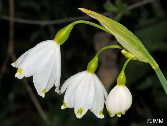 Leucojum aestivum