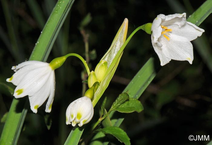 Leucojum aestivum