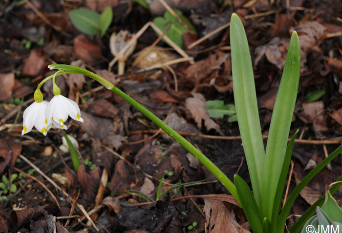 Leucojum aestivum