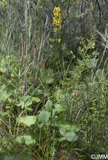 Ligularia sibirica