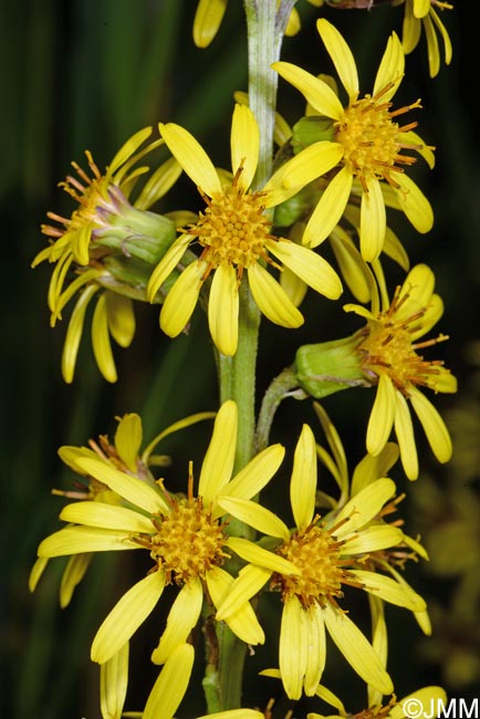 Ligularia sibirica