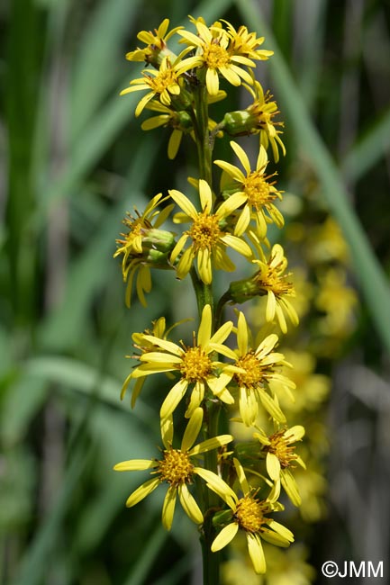 Ligularia sibirica