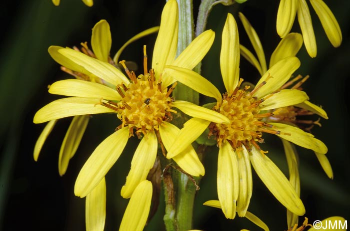 Ligularia sibirica