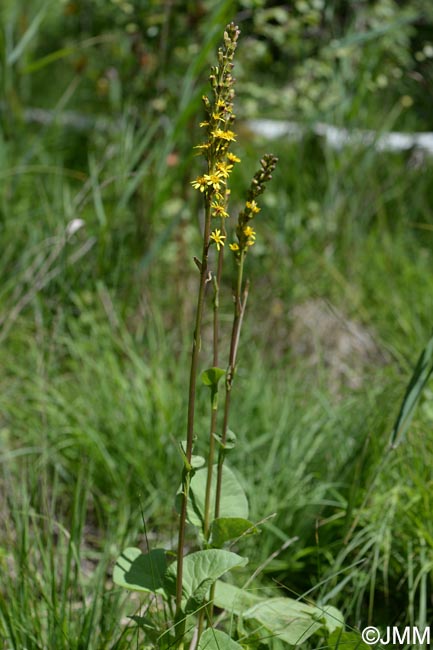 Ligularia sibirica