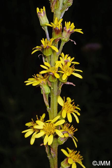 Ligularia sibirica