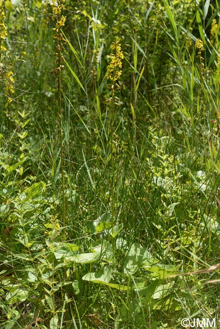 Ligularia sibirica