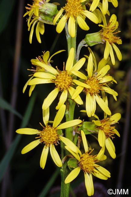 Ligularia sibirica