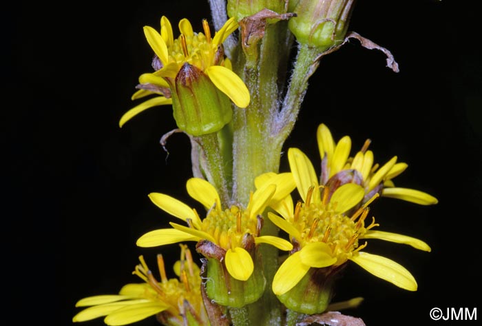 Ligularia sibirica