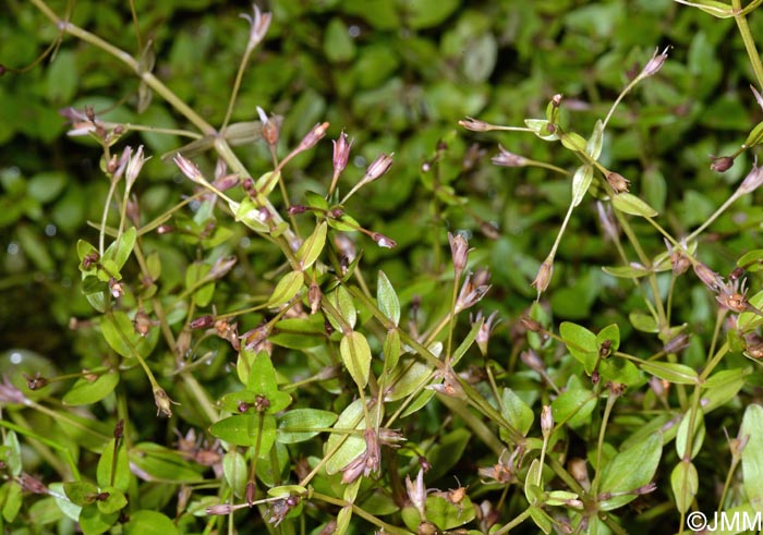 Lindernia palustris = Lindernia procumbens