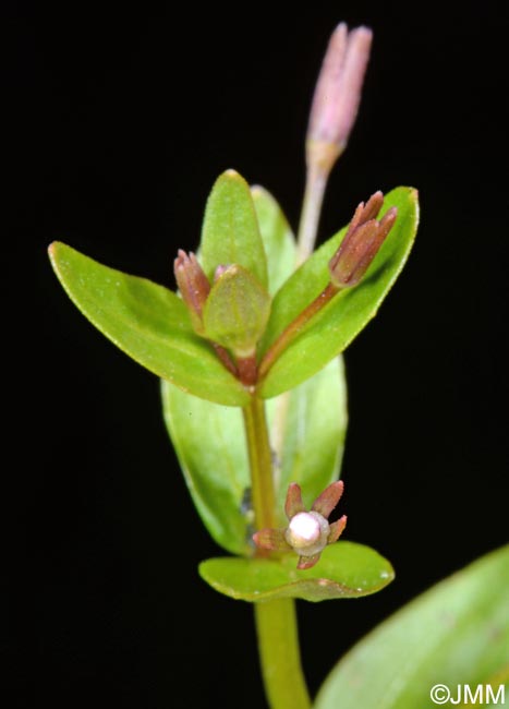 Lindernia palustris = Lindernia procumbens