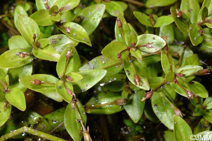 Lindernia palustris = Lindernia procumbens