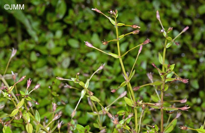 Lindernia palustris = Lindernia procumbens