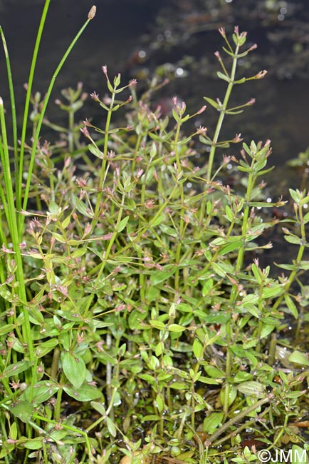 Lindernia palustris = Lindernia procumbens