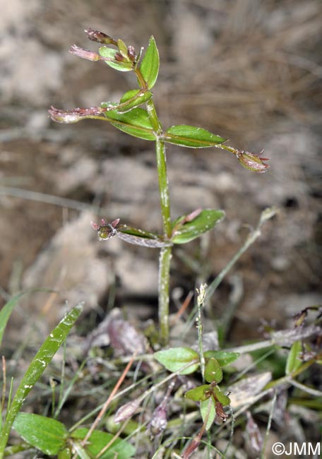 Lindernia palustris = Lindernia procumbens