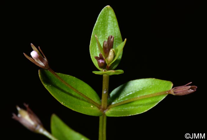 Lindernia palustris = Lindernia procumbens