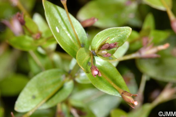 Lindernia palustris = Lindernia procumbens