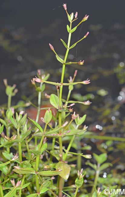 Lindernia palustris = Lindernia procumbens