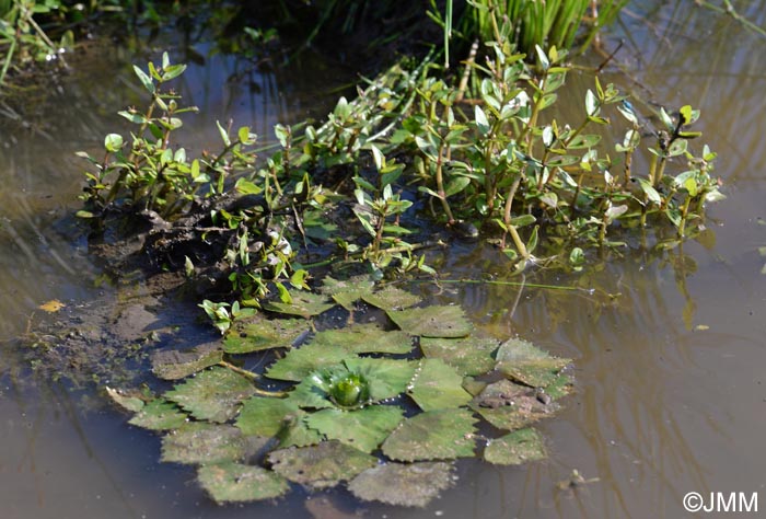 Lindernia palustris & Trapa natans