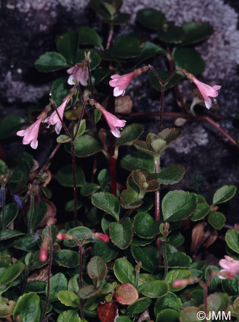 Linnaea borealis