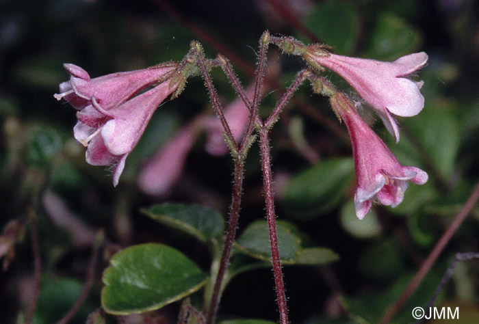 Linnaea borealis