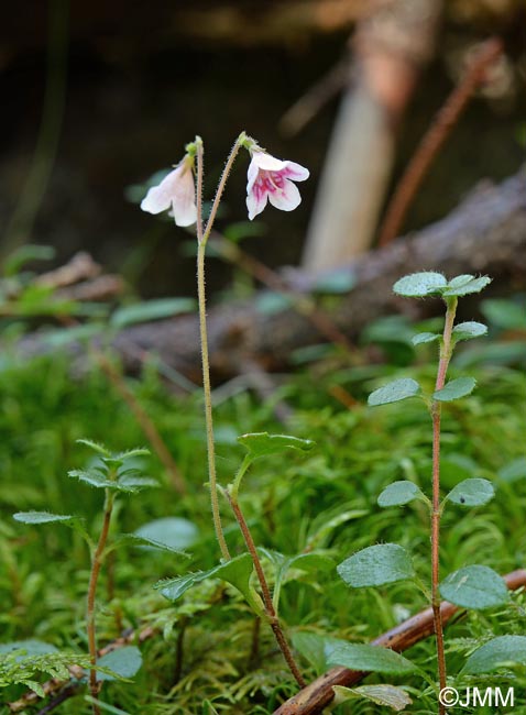 Linnaea borealis