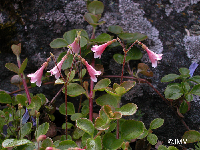 Linnaea borealis