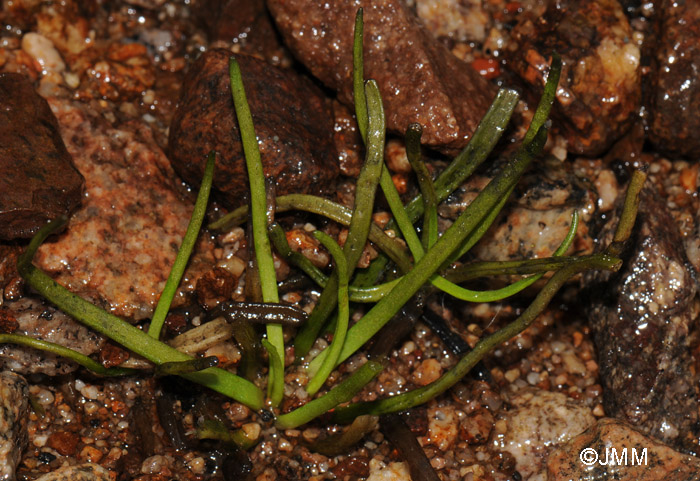 Littorella uniflora