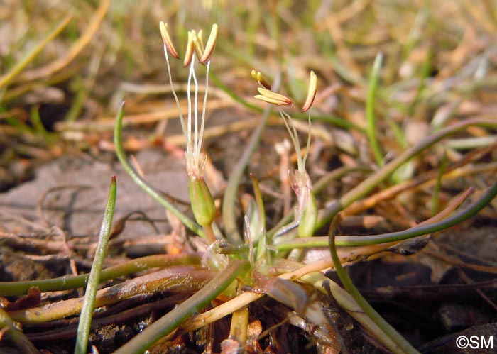 Littorella uniflora