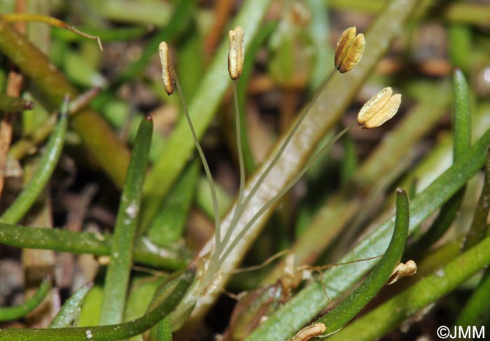 Littorella uniflora