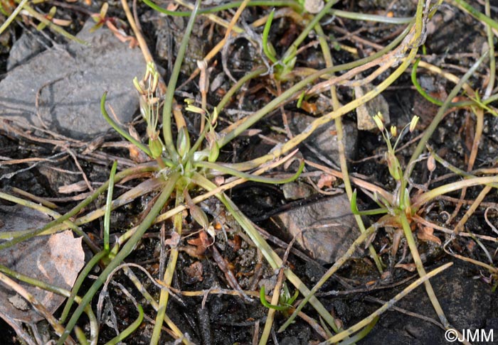 Littorella uniflora