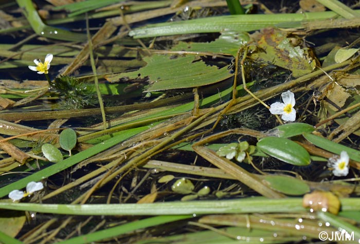 Luronium natans & Ranunculus circinatus