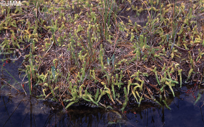 Lycopodiella inundata