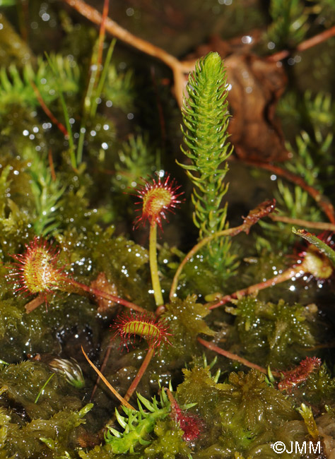 Lycopodiella inundata et Drosera rotundifolia