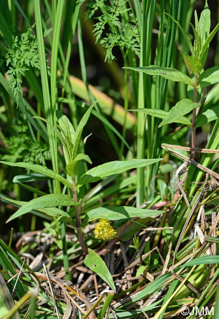 Lysimachia thyrsiflora