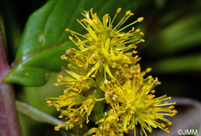 Lysimachia thyrsiflora