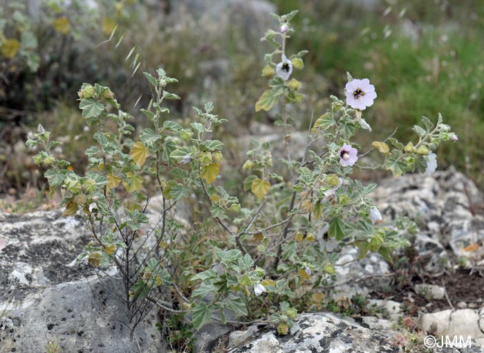 Malva subovata = Lavatera maritima