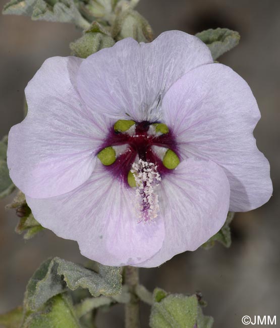 Malva subovata = Lavatera maritima