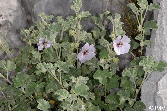 Malva subovata = Lavatera maritima