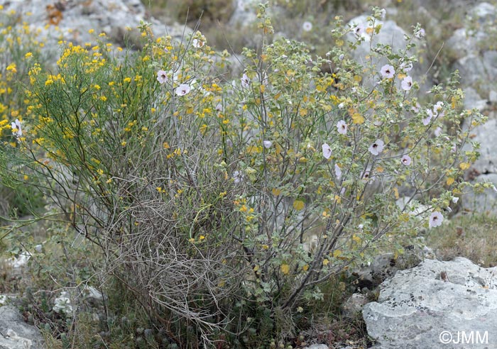 Malva subovata = Lavatera maritima