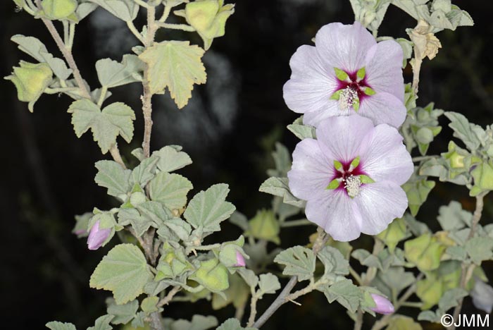 Malva subovata = Lavatera maritima