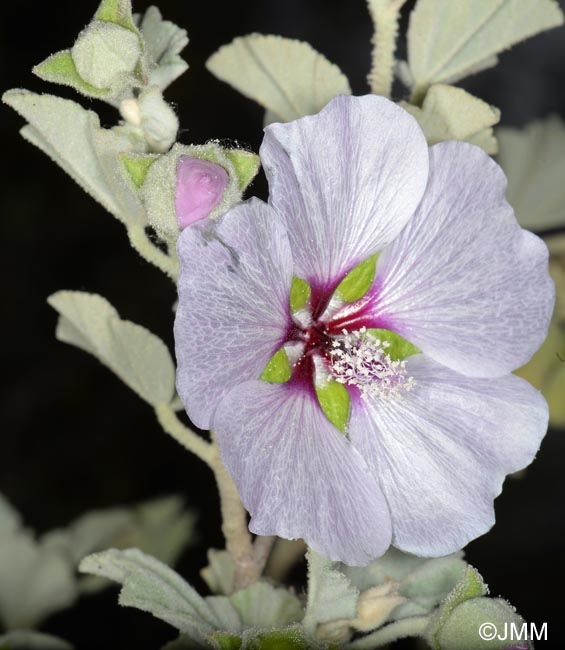 Malva subovata = Lavatera maritima