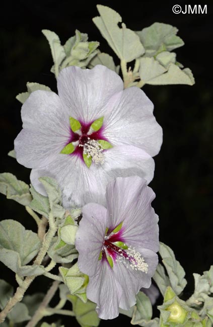 Malva subovata = Lavatera maritima