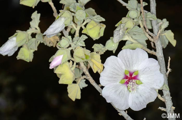 Malva subovata = Lavatera maritima