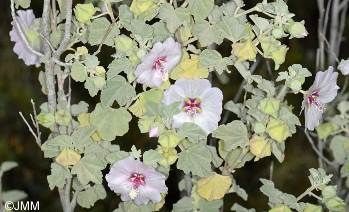 Malva subovata = Lavatera maritima