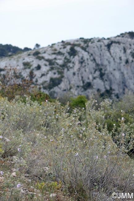 Malva subovata = Lavatera maritima