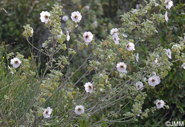 Malva subovata = Lavatera maritima