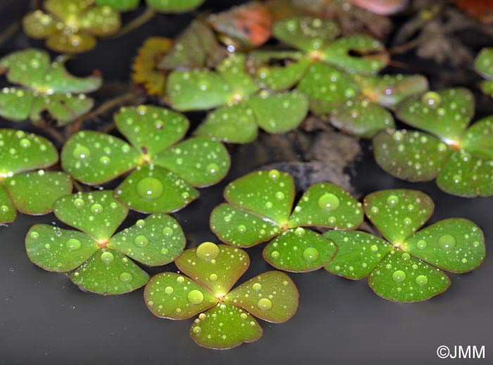 Marsilea quadrifolia