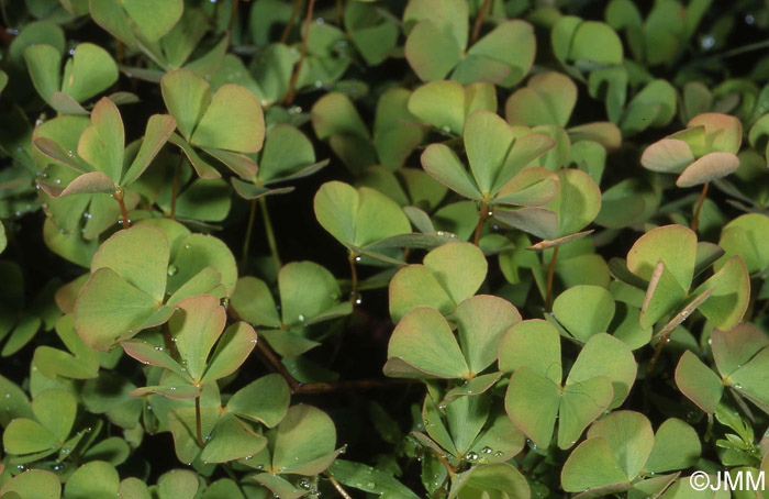 Marsilea quadrifolia 