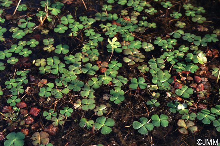 Marsilea quadrifolia