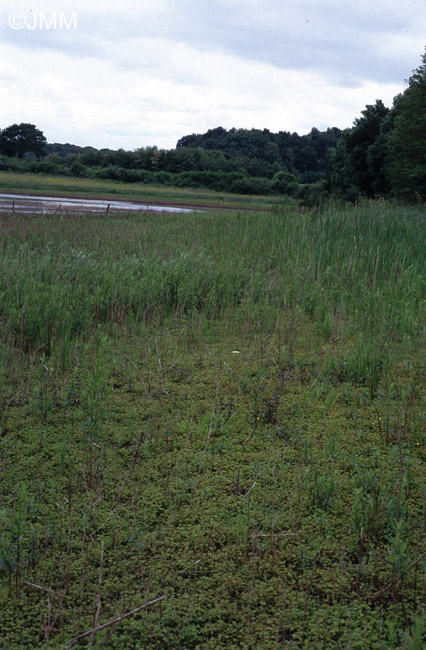 Marsilea quadrifolia